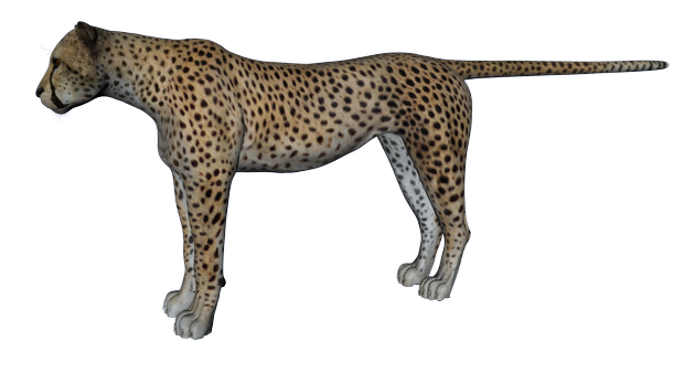 cheetah 1