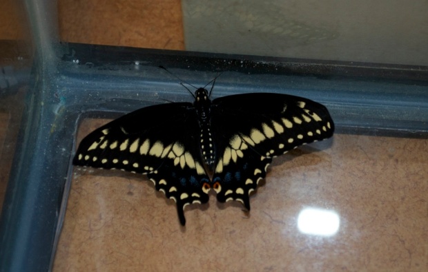butterflies 36