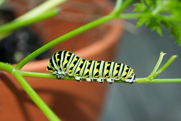 caterpillars 10