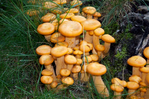 mushrooms_0006